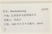 登錄號:B00015535藏品圖，第2張