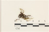 登錄號:B00015535藏品圖，第1張