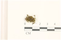 登錄號:B00015537藏品圖，第1張