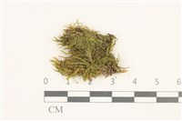 登錄號:B00015538藏品圖，第1張