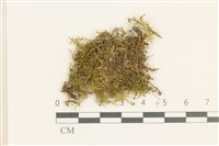 登錄號:B00015539藏品圖，第1張