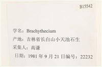 登錄號:B00015542藏品圖，第2張