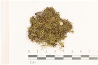登錄號:B00015542藏品圖，第1張