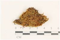 登錄號:B00015543藏品圖，第1張