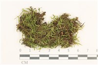 登錄號:B00015546藏品圖，第1張