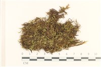 登錄號:B00015547藏品圖，第1張