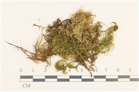 登錄號:B00015548藏品圖，第1張