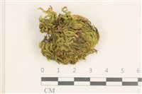 登錄號:B00015550藏品圖，第1張