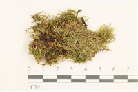 登錄號:B00015551藏品圖，第1張