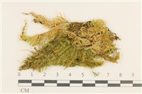 登錄號:B00015554藏品圖，第1張
