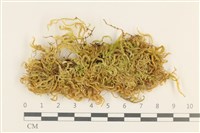 登錄號:B00015556藏品圖，第1張