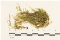登錄號:B00015559藏品圖，第1張