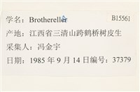 登錄號:B00015561藏品圖，第2張