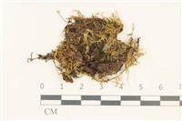 登錄號:B00015561藏品圖，第1張