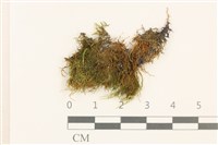 登錄號:B00015564藏品圖，第1張