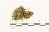 登錄號:B00015572藏品圖，第1張