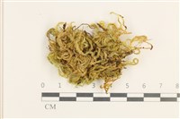 登錄號:B00015574藏品圖，第1張
