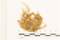 登錄號:B00015575藏品圖，第1張