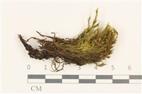 登錄號:B00015576藏品圖，第1張