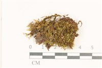 登錄號:B00015577藏品圖，第1張