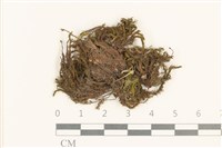 登錄號:B00015581藏品圖，第1張
