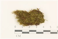 登錄號:B00015582藏品圖，第1張
