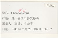 登錄號:B00015592藏品圖，第2張