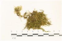 登錄號:B00015600藏品圖，第1張