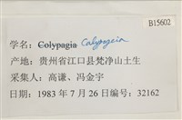 登錄號:B00015602藏品圖，第2張