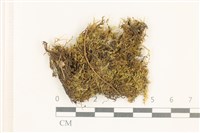 登錄號:B00015603藏品圖，第1張