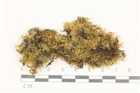 登錄號:B00015604藏品圖，第1張