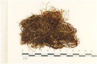 登錄號:B00015807藏品圖，第1張