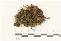 登錄號:B00015816藏品圖，第1張