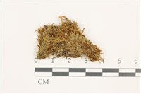 登錄號:B00015818藏品圖，第1張