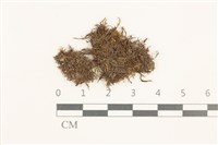 登錄號:B00015819藏品圖，第1張
