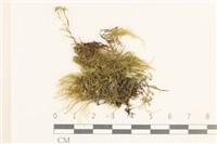 登錄號:B00015820藏品圖，第1張