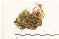 登錄號:B00015821藏品圖，第1張