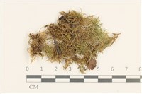 登錄號:B00015822藏品圖，第1張