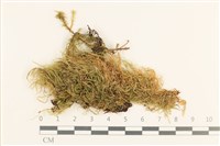 登錄號:B00015823藏品圖，第1張