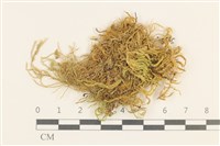登錄號:B00015827藏品圖，第1張