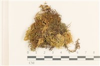 登錄號:B00015828藏品圖，第1張