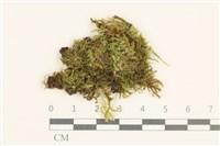 登錄號:B00015829藏品圖，第1張
