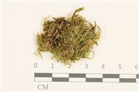 登錄號:B00015830藏品圖，第1張