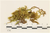 登錄號:B00015831藏品圖，第1張