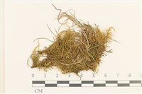 登錄號:B00015836藏品圖，第1張