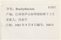 登錄號:B00015837藏品圖，第2張