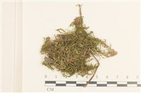 登錄號:B00015837藏品圖，第1張