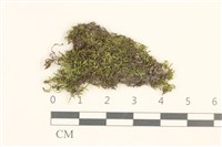 登錄號:B00015839藏品圖，第1張