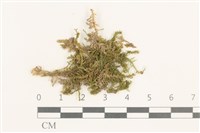 登錄號:B00015840藏品圖，第1張