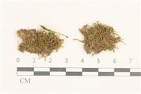 登錄號:B00015841藏品圖，第1張